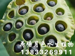 莲子