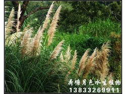 芦荻