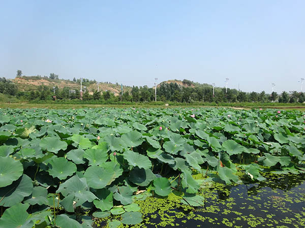 北票河口湿地工程施工后