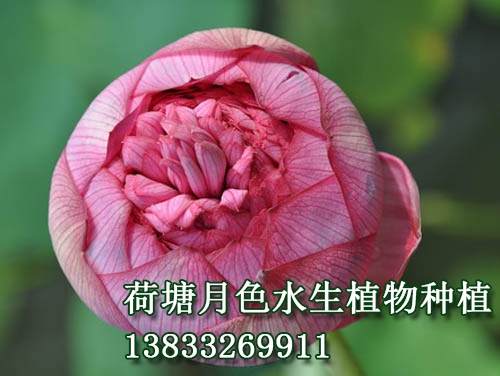 　　花蕾长桃型，玫瑰红色。花粉红色，花径20--23			

cm，着花较密。花边开边落，单朵花期达十天以上。			

　　千瓣型。雌蕊全部瓣化。该品种为传统品种，常			

出现双花心、三花心、四花心等花态。			
