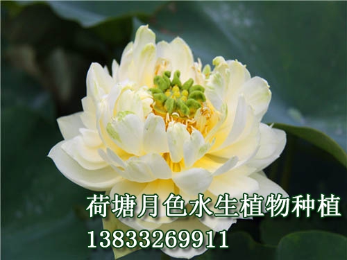 嵊县碧莲
水生植物种植,荷花种植,荷花苗,荷花种子,芦苇苗,睡莲苗,荷花种藕，白洋淀荷花苗，野生荷花苗，古代莲