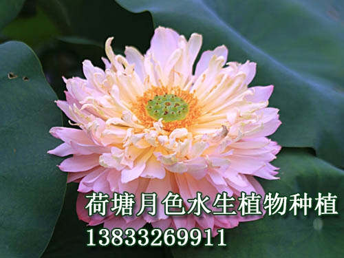 粉领
水生植物种植,荷花种植,荷花苗,荷花种子,芦苇苗,睡莲苗,荷花种藕，白洋淀荷花苗，野生荷花苗，古代莲