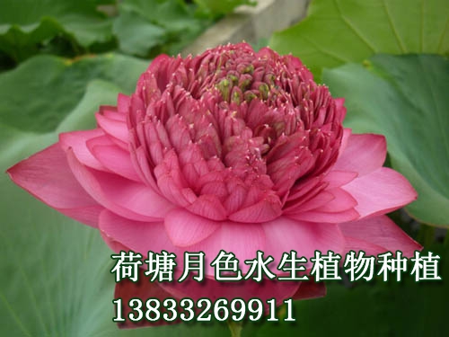 红台莲
水生植物种植,荷花种植,荷花苗,荷花种子,芦苇苗,睡莲苗,荷花种藕，白洋淀荷花苗，野生荷花苗，古代莲